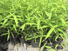 菲白竹|供应菲白竹|菲白竹苗|沭阳菲白竹基地|菲白竹价格图1