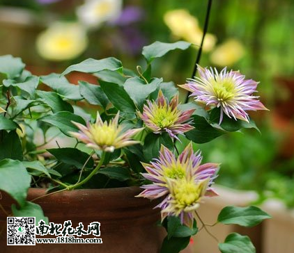 铁线莲
