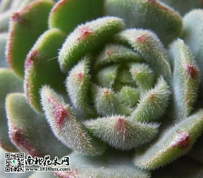 玫瑰莲