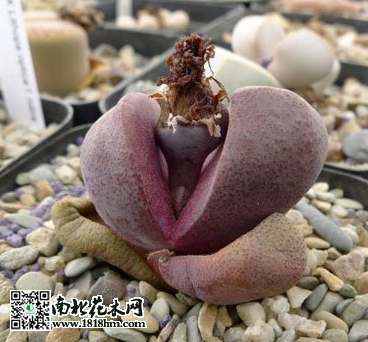 红帝玉