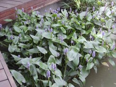 批发水生花卉 再力花苗 水生植物 易管理 水体绿化 能越冬图1