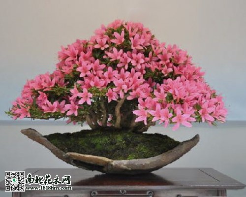 盆栽杜鹃花怎么养 栽培养殖 南北花木网 盆栽杜鹃花怎么养 栽培养殖 南北花木网