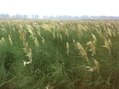 蒲苇价格|蒲苇出售|蒲苇供应图1