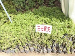三七景天供应|草本植物三七景天图1