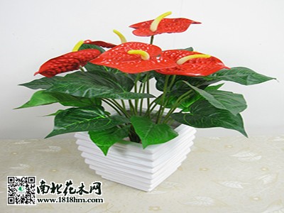 红掌