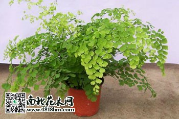 铁线蕨
