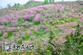 三郎镇樱花
