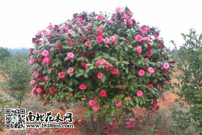茶花种植技术 茶花繁殖方法 栽培养殖 南北花木网