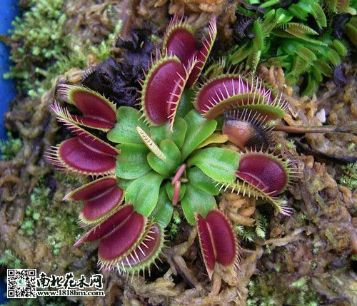 食虫草