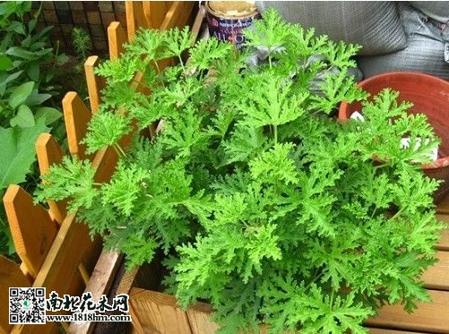 蚊净香草