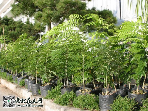 黄花梨