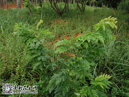 黄花梨1