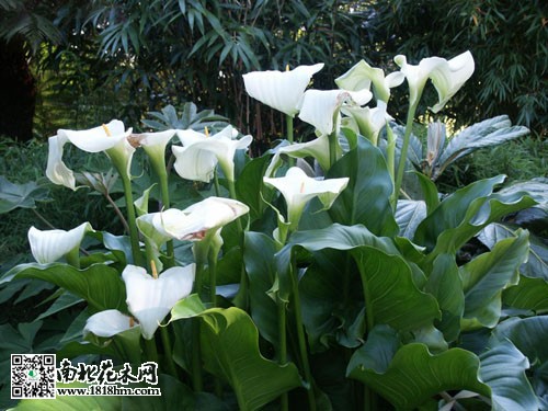 马蹄莲