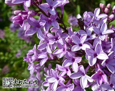 紫丁香3