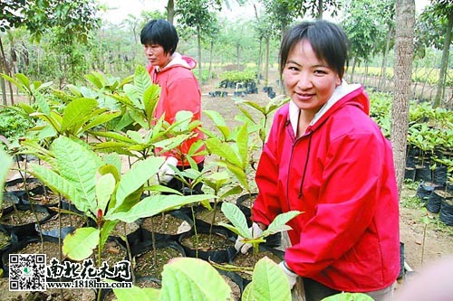 李青青花木种植