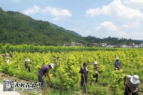 花木种植