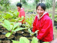 李青青花木种植的发家致富路