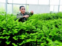 中山苗木种植大户年收入数百万