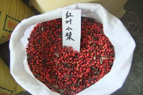 红叶小檗种植