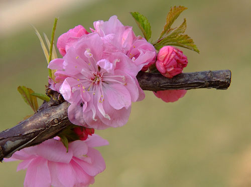 重瓣榆叶梅