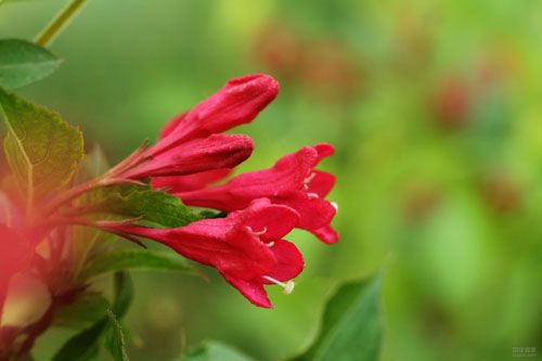 红王子锦带花图片