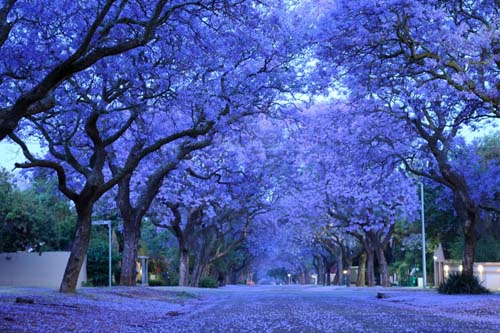 蓝花楹行道树