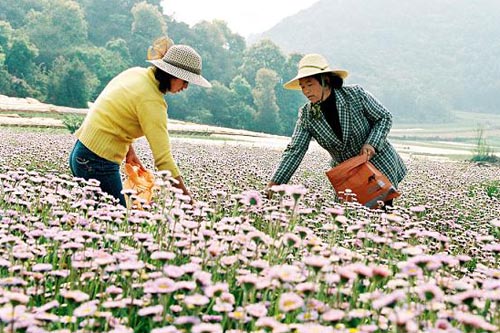 灯盏花
