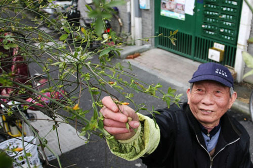 养花谚语