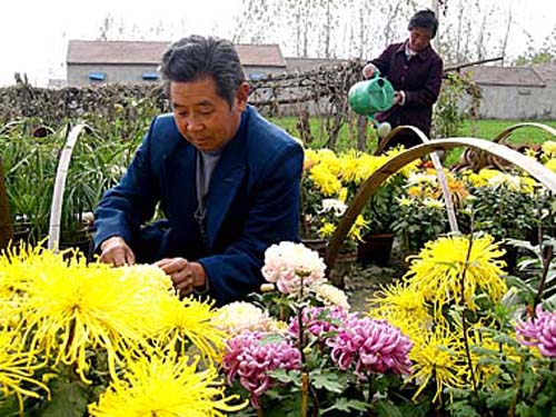 养花民俗
