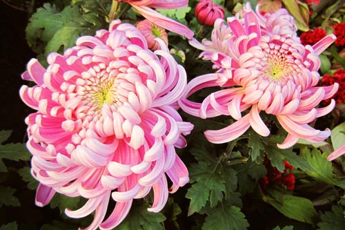 菊花图片