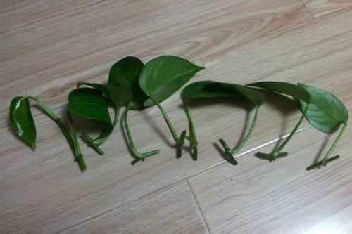 绿萝叶片