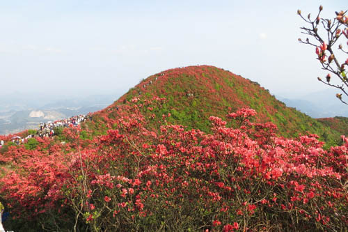 杜鹃花