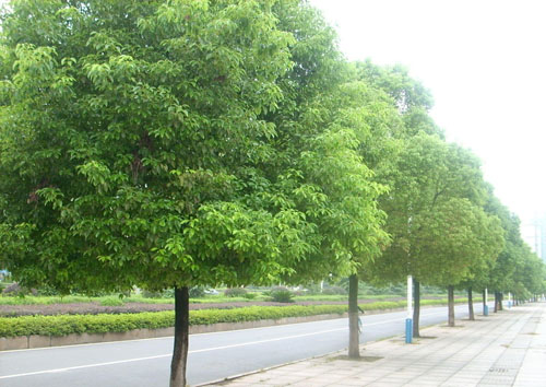 樟树