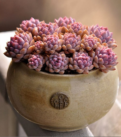常见多肉植物如何栽培养护 栽培养殖 南北花木网