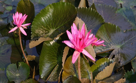 毒性植物 藏红花色水芹 栽培养殖 南北花木网