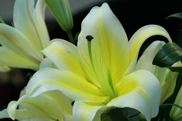 百合花图片