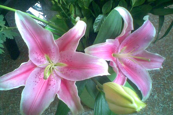 百合花图片