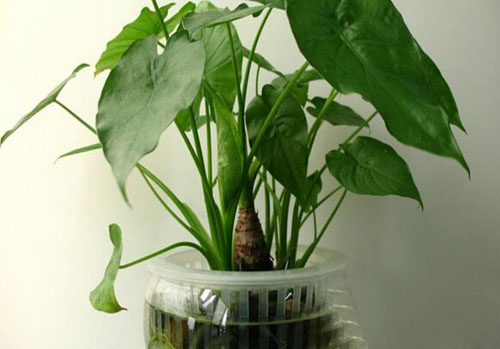 千手观音植物图片