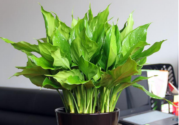 盆景植物名字及图片介绍 栽培养殖 南北花木网