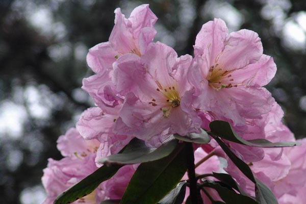 云锦杜鹃花图片