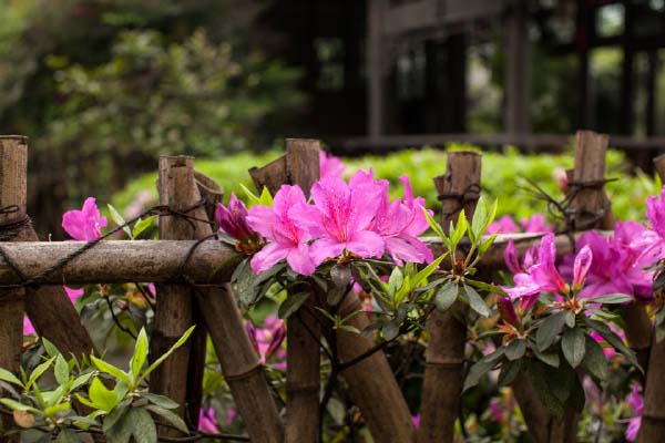 杜鹃花