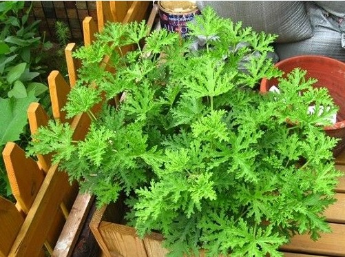 蚊净香草