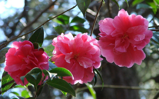 山茶花花语