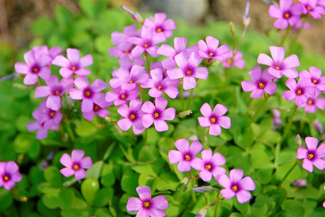 红花酢浆草价格