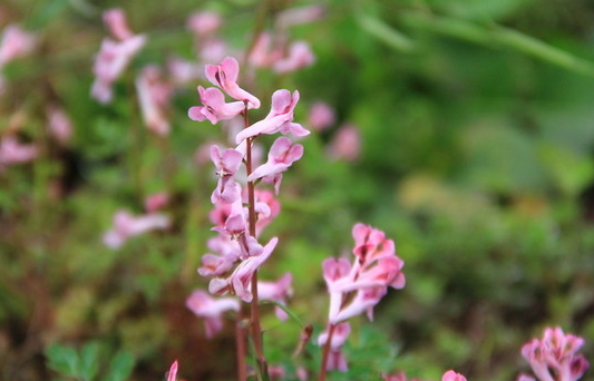 断肠草
