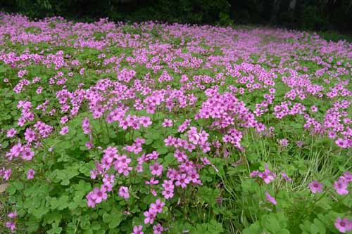 红花醡浆草图片