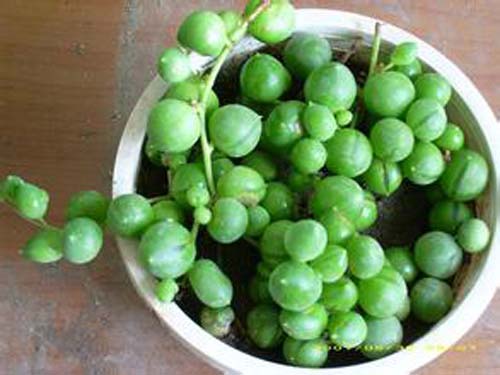 珍珠吊兰图片