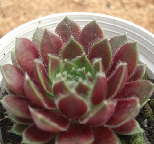 多肉植物紫牡丹图片