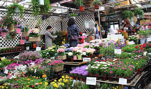 花木市场