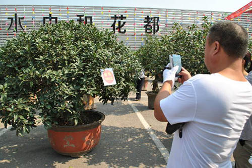 2015年第六届中国北方桂花节